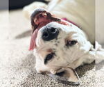 Small #10 American Bulldog