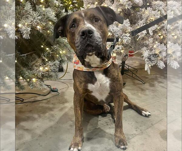 Medium Photo #2 American Bulldog-Unknown Mix Puppy For Sale in New Oxford , PA, USA