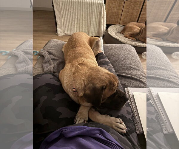 Medium Photo #2 Mastiff Puppy For Sale in Goodyear, AZ, USA