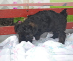 Puppy Tonya YorkiePoo