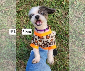 Shih-Poo Dogs for adoption in Rustburg, VA, USA