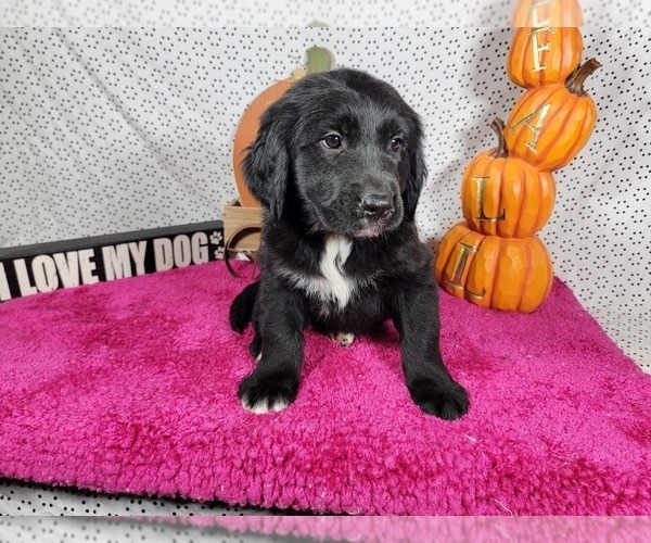 Medium Photo #4 Golden Mountain Dog Puppy For Sale in BLACK FOREST, CO, USA