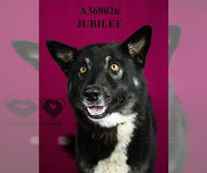 Australian Shepherd-Unknown Mix Dogs for adoption in Stockton, CA, USA