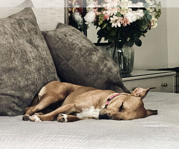 Medium Photo #6 American Staffordshire Terrier-Unknown Mix Puppy For Sale in Arlington, VA, USA