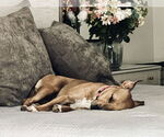 Small #5 American Staffordshire Terrier Mix
