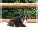 Small Photo #2 Border Collie Puppy For Sale in WARSAW, OH, USA