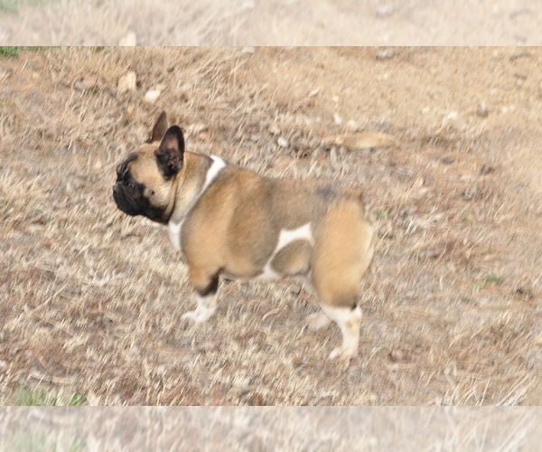 Medium Photo #1 French Bulldog Puppy For Sale in HUDSON, CO, USA