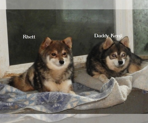 Medium Photo #1 Alaskan Klee Kai-Shiba Inu Mix Puppy For Sale in BANDON, OR, USA