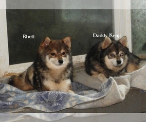 Father of the Alaskan Klee Kai-Shiba Inu Mix puppies born on 03/30/2025