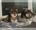 Small Photo #1 Alaskan Klee Kai-Shiba Inu Mix Puppy For Sale in BANDON, OR, USA
