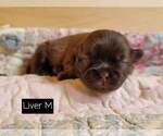 Small Photo #26 Shih Tzu Puppy For Sale in MANES, MO, USA
