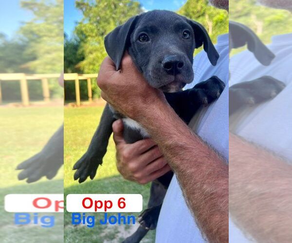 Medium Photo #2 Mutt Puppy For Sale in Brooksville, FL, USA