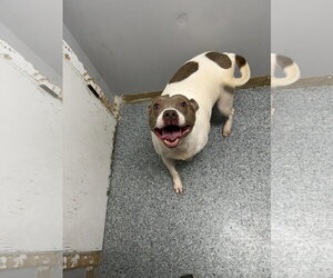 Loretta - Female American Staffordshire Terrier-Unknown Mix Dog for Adoption - Photo #3