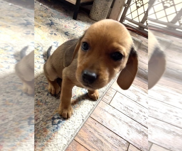 Medium Photo #4 Beagle-Chiweenie Mix Puppy For Sale in FAIRBORN, OH, USA