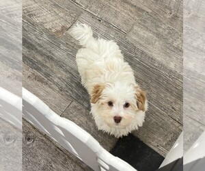 Havanese Puppy for sale in INDIANAPOLIS, IN, USA