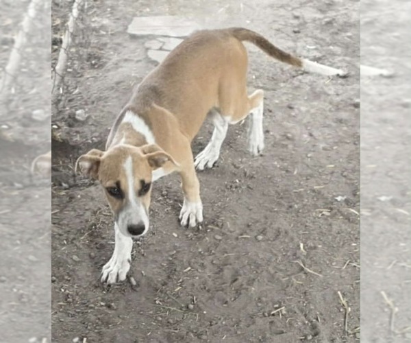 Medium Photo #2 American Pit Bull Terrier-Unknown Mix Puppy For Sale in Minneapolis, MN, USA