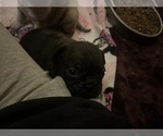 Small #11 Frenchie Pug