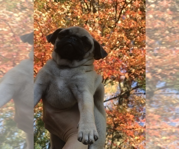 Medium Photo #5 Pug Puppy For Sale in NEW WINDSOR, NY, USA