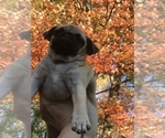 Small Photo #5 Pug Puppy For Sale in NEW WINDSOR, NY, USA