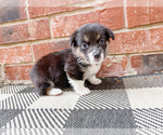 Small Photo #1 Pembroke Welsh Corgi Puppy For Sale in SPRINGDALE, AR, USA