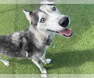 Siberian Husky-Unknown Mix Dogs for adoption in Grand Prairie, TX, USA