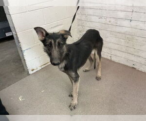 German Shepherd Dog-Unknown Mix Dogs for adoption in San Bernardino, CA, USA