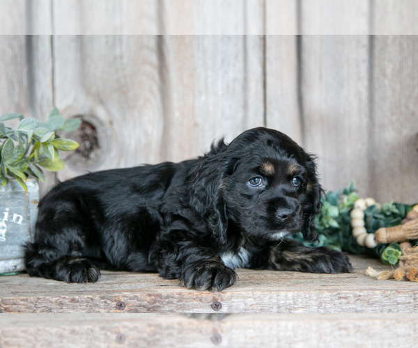 Medium Photo #3 Cocker Spaniel Puppy For Sale in BALTIC, OH, USA