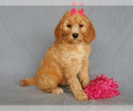 Small Photo #9 Goldendoodle Puppy For Sale in MILLERSBURG, OH, USA
