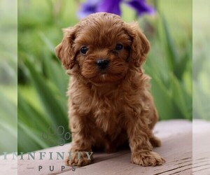 Cavapoo (Miniature) Puppy for sale in NEW HOLLAND, PA, USA