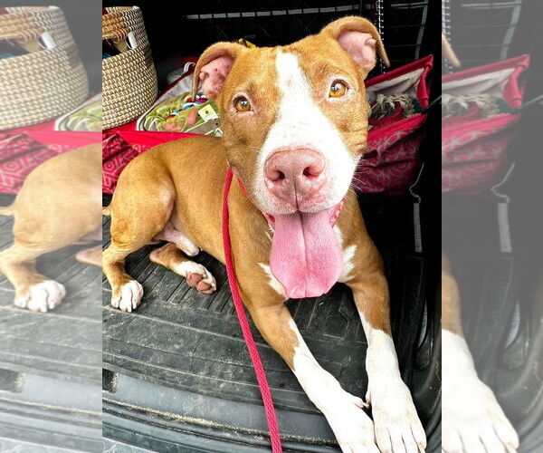 Medium Photo #3 American Pit Bull Terrier-Unknown Mix Puppy For Sale in Chester, NJ, USA