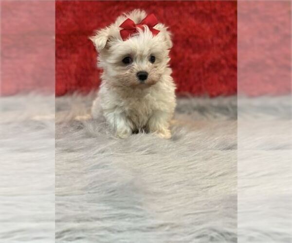 Medium Photo #5 Maltese Puppy For Sale in JACKSONVILLE, FL, USA