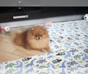 Mother of the Pomeranian puppies born on 06/15/2022