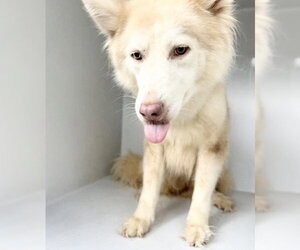 Siberian Husky-Unknown Mix Dogs for adoption in Houston, TX, USA