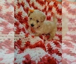 Small #5 Maltipoo (Miniature)