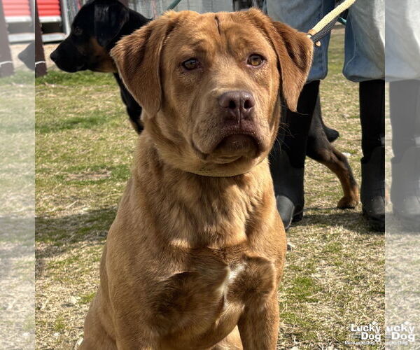 Medium Photo #1 Basset Hound-Unknown Mix Puppy For Sale in Washington, DC, USA