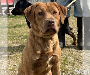 Basset Hound-Unknown Mix Dogs for adoption in Washington, DC, USA
