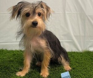 Morkie Puppy for sale in STUART, FL, USA