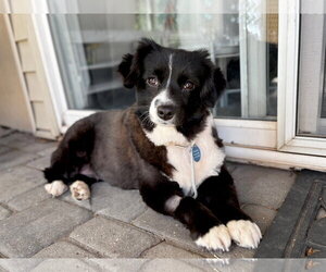 Dove - Female Australian Shepherd Dog for Adoption - Photo #7
