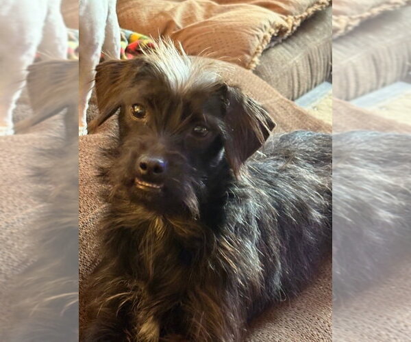 Medium Photo #3 Mutt Puppy For Sale in South Bend, IN, USA