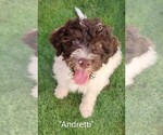 Puppy Andretti Lagotto Romagnolo