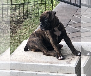 Boxer Puppy for sale in ORLANDO, FL, USA
