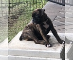 Small Photo #1 Boxer Puppy For Sale in ORLANDO, FL, USA
