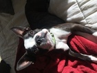 Small Photo #1 Boston Terrier Puppy For Sale in DISCOVERY BAY, CA, USA
