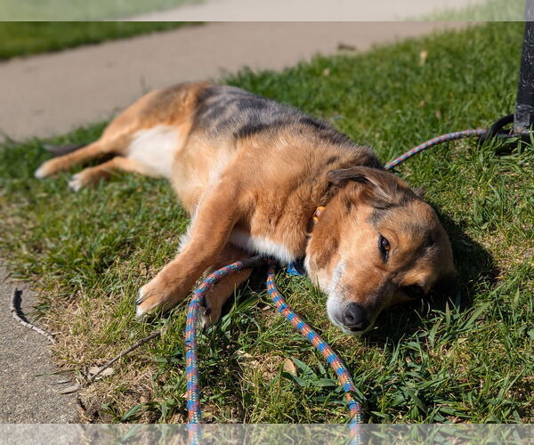 Medium Photo #4 Pembroke Welsh Corgi-Unknown Mix Puppy For Sale in Minneapolis, MN, USA