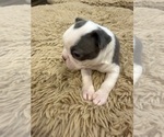 Small #3 Boston Terrier
