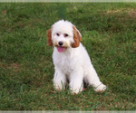 Small #2 Cavapoo (Miniature)