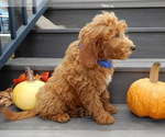 Small #2 Goldendoodle (Miniature)
