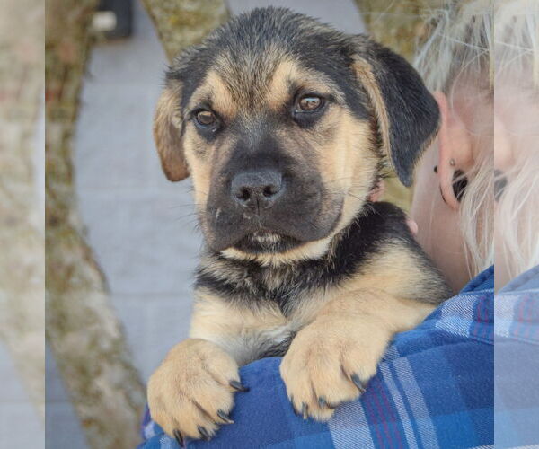 Medium Photo #5 Miniature Bulldog Puppy For Sale in Huntley, IL, USA