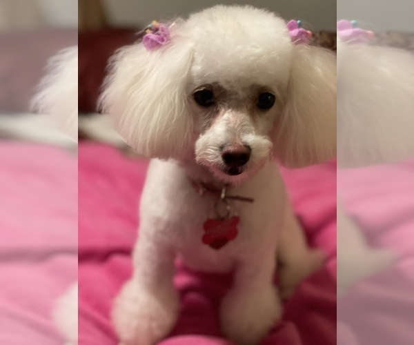 Medium Photo #1 Poodle (Toy) Puppy For Sale in HUNTSVILLE, AL, USA