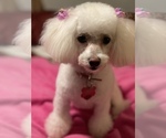 Small Photo #1 Poodle (Toy) Puppy For Sale in HUNTSVILLE, AL, USA